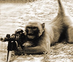 57 melhor ideia de Macacos engraçados  macacos engraçados, macacos,  primatas